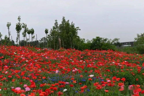 秋播虞美人 如何在农业园艺中实现大面积、高效益的华丽绽放