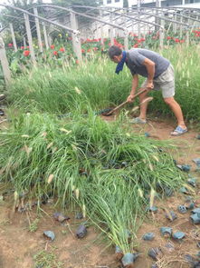 狼尾草价格 狼尾草种植基地 狼