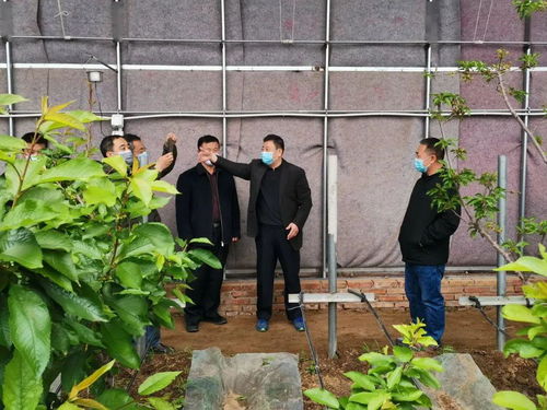 市园林绿化局联合中国园艺学会樱桃分会调研指导我区设施樱桃栽培工作