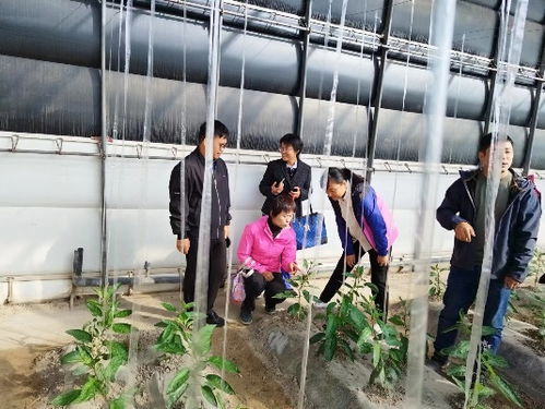 沪疆携手共促瓜果飘香——我院园艺所林果所联合新疆莎车县开展产业技术调研与指导