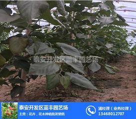 蓝丰园艺场 花木种植批发销售的农业园艺服务典范