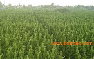 全国的龙柏种植基地 的龙柏种植基地 万绿园艺,全国的龙柏种植基地 的龙柏种植基地 万绿园艺生产厂家,全国的龙柏种植基地 的龙柏种植基地 万绿园艺价格